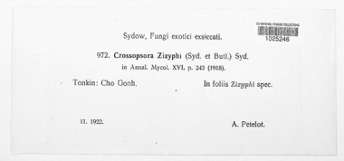 Crossopsora zizyphi image